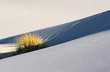 White Sands_31855